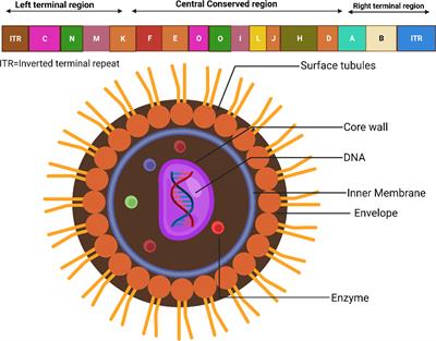 Anti-viral drug discovery against monkeypox and smallpox infection by natural curcumin derivatives: A Computational drug design approach